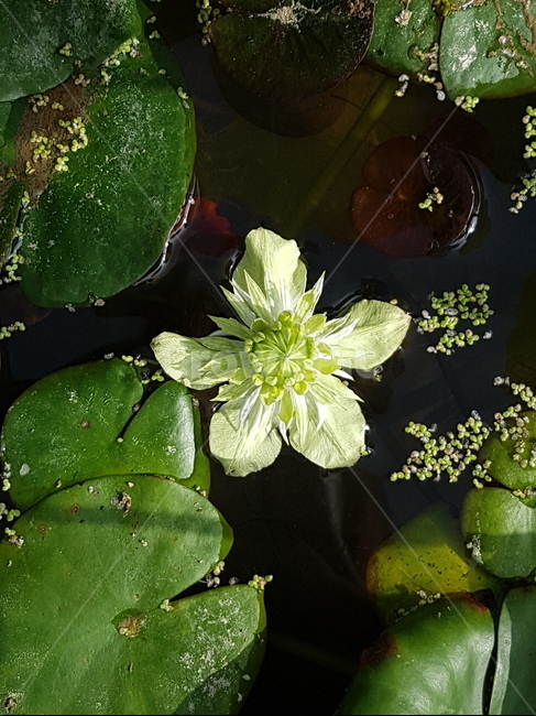 식물,꽃,자연,클레마티스,수생식물,정원,녹색,green,flower,식물,자연,plants,nature,꽃,flower