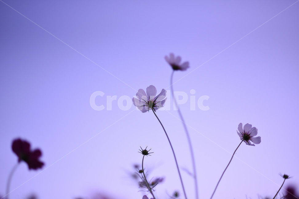 코스모스,식물,풍경,꽃,야생화,가을꽃,flower,가을,가을,계절,fall,autumn,season,식물,자연,plants,nature,꽃,flower,plant