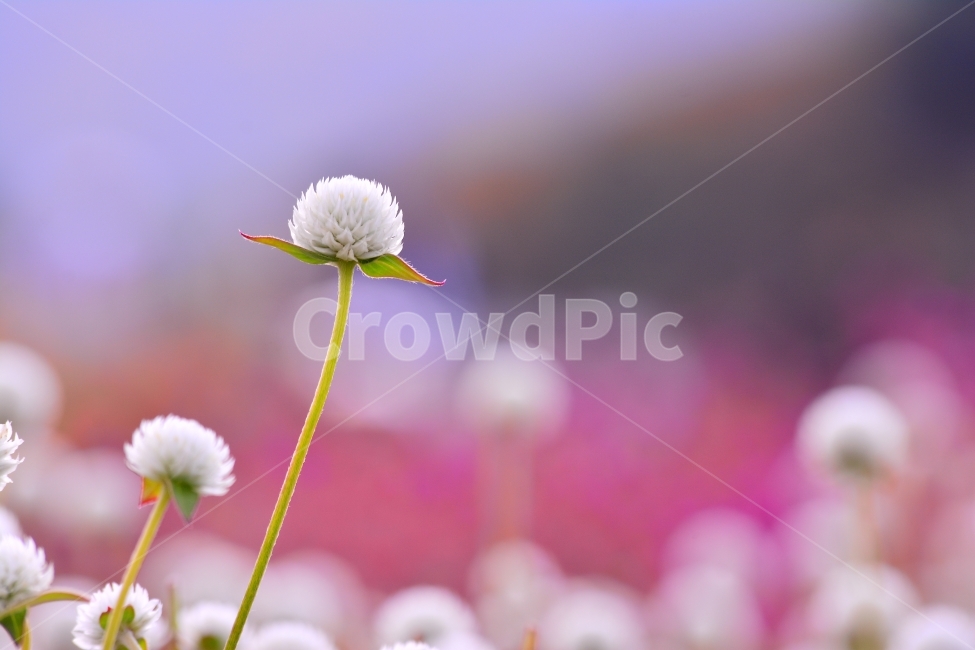 감성,접사,마크로,꽃,천일홍,가을꽃,아름다움,sns,ebook,가을이미지,빨강,분홍,흰색,flowers,plants,red,colorful,칼라풀,색상,가을,autumn,fall,garden,공원,배경,백그라운드,바탕화면,꽃밭,명소,가볼만한곳,관광,산책,구경,tour,나리공원,뷰티풀,beautiful,feeling,emotion,필,분위기,느낌,park,야외,수많은,식물,풍경,자연,아름다운,꽃잔치,꽃물결,주말나들이,가든,천만송이,식물,자연,plants,nature,꽃,flower,감성,sensible,feeling,색깔,색상,색채,색감,color sense,color sensitivity,feeling of color