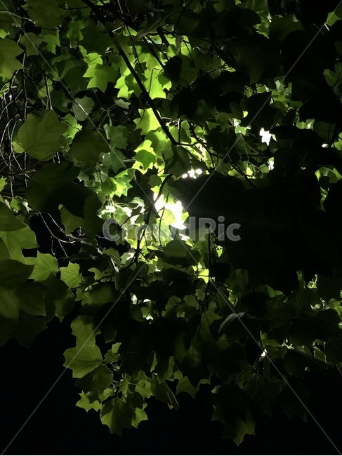식물,나무,초록색,조명,달,달빛,plant,leaf,식물,자연,plants,nature