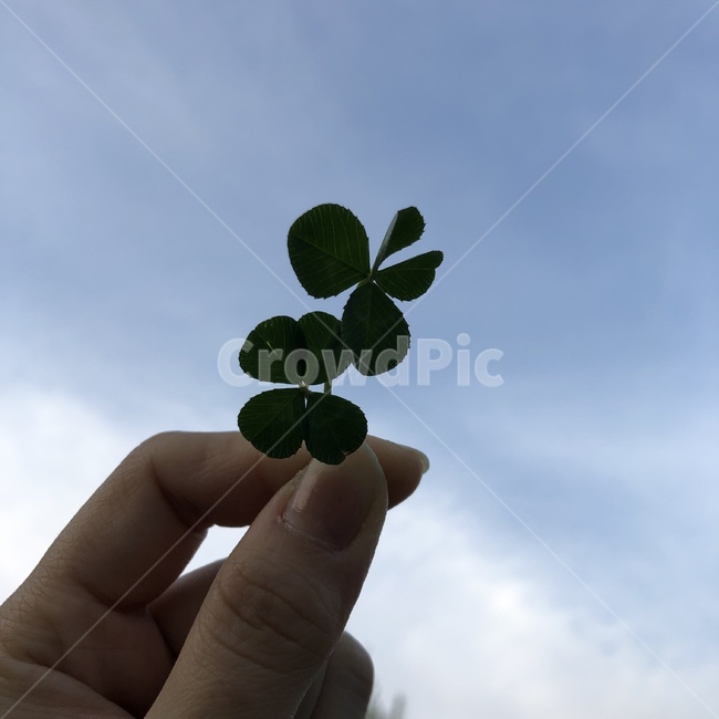 네잎클로버,다섯잎클로버,행운,손,하늘,구름,자연