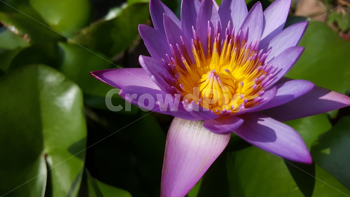 연꽃,꽃,연못,여름,플라워,flower,nelumbonucifera,싹떡잎식물