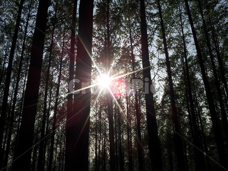 나무,숲,태양,반사,힐링,자연,풍경,nature,landscape,식물,plants,나무,trees,wood,light,빛,flare,플레어