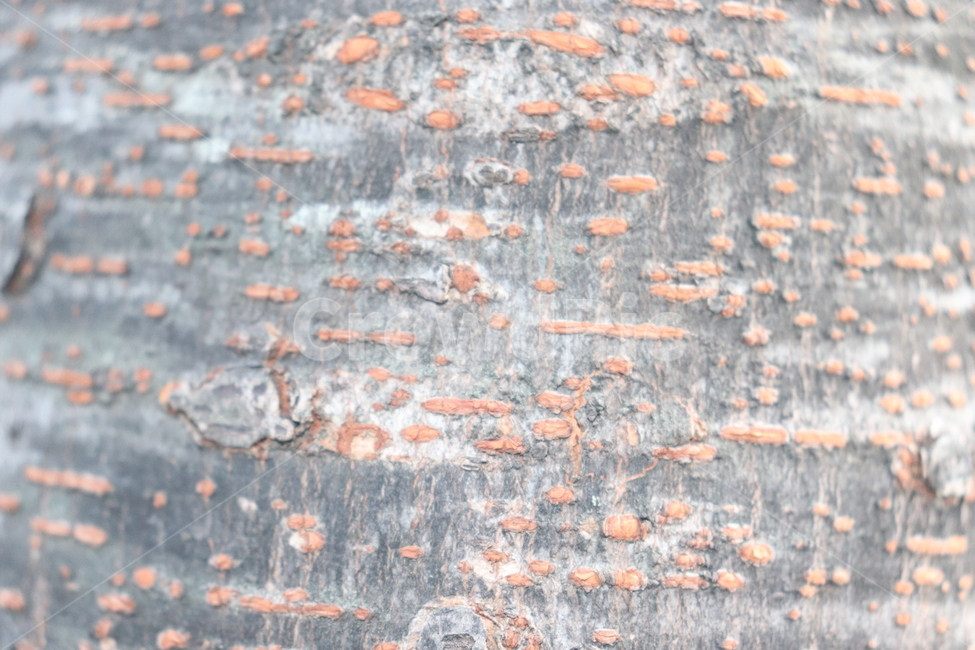 확대,나무,선,무늬,자국,텍스처,질감,패턴,texture,pattern
