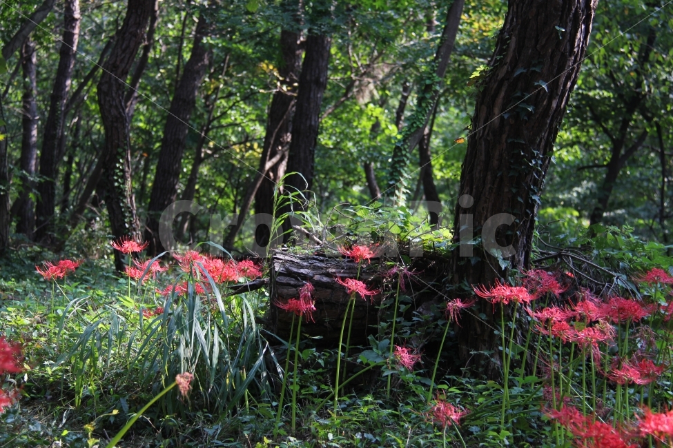 꽃,나무,상사화,고창,꽃과나무,숲,감성,풍경,자연,풍경,nature,landscape,plant,식물,tree,vegetation,초목,outdoors,옥외,land,땅,woodland,삼림지,forest