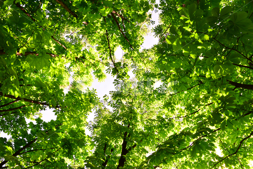 숲,녹색,힐링,그린,초록,healing,green,forest,plant,leaves,5월,6월,풍경,자연,엽록소,산소,울창한,그늘,나뭇잎,잎새,나무,줄기,싱그러운,청정,공기,에어,air,clean,무공해,햇살,햇빛,활엽수,숲속,자연,풍경,nature,landscape,식물,plants,나무,trees,wood,tree,leaf,잎