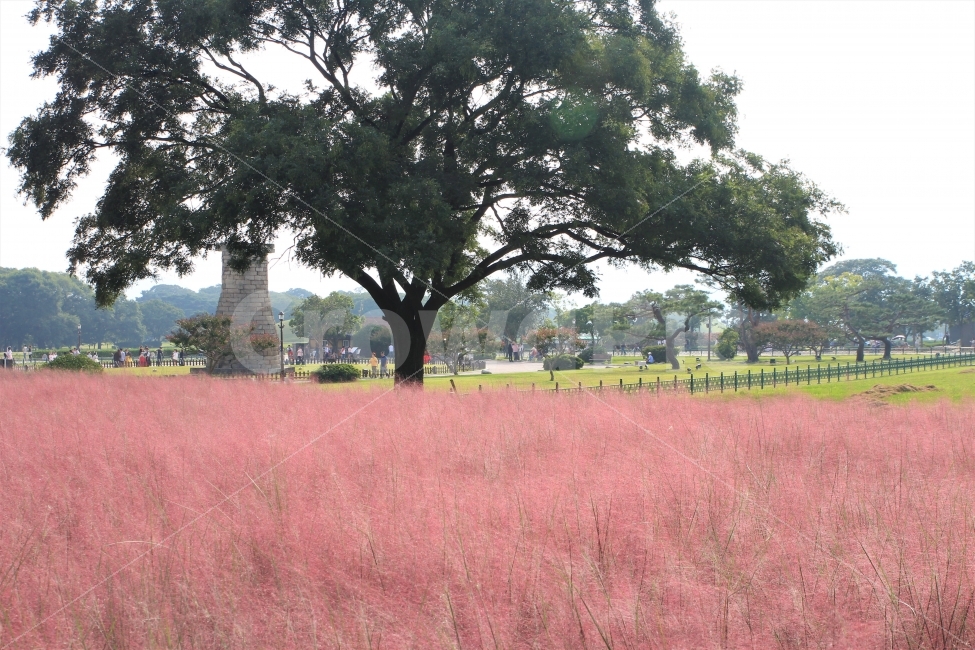 첨성대,경주,핑크뮬리,가을,꽃,자연,풍경,nature,landscape,랜드마크,landmark,tourist attraction,한국전통,한국문화,korean traditional,korean culture,tree,나무,plant,식물,tree trunk,나무 줄기
