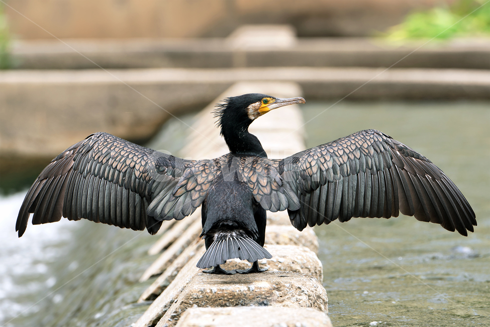 가마우지,민물가마우지,새,철새,자연,생태,생태계,동물,야생동물,조류,cormorant,greatcormorant,animal,bird,waterfowl,동물,animal,조류,새,birds