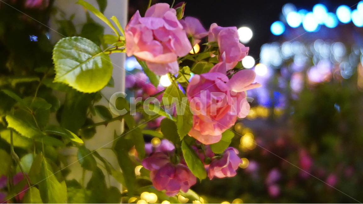 감성,사진,5월은,장미,축제,야경,핑크장미,보케,반짝반짝,야경,밤,풍경,nightscape,night,landscape,식물,자연,plants,nature,꽃,flower,plant,blossom,geranium,제라늄