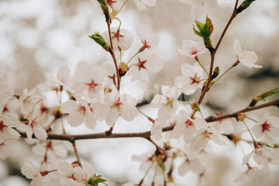 봄,벚꽃,벚꽃나무,꽃,맑은날,나무,봄,계절,spring,season,식물,자연,plants,nature,꽃,flower,plant,blossom