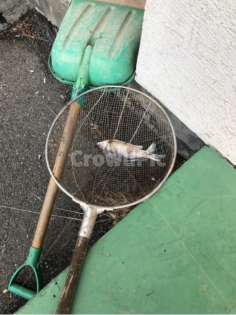 물고기,생선,민물고기,민물생선,죽은물고기,어류,물고기,fish
