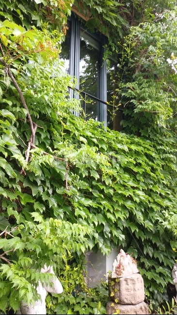 자연,덩굴,아침,식물,plant