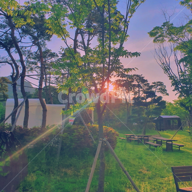 나무,빛,자연물,몽환적,노을,일몰,sunset,tree