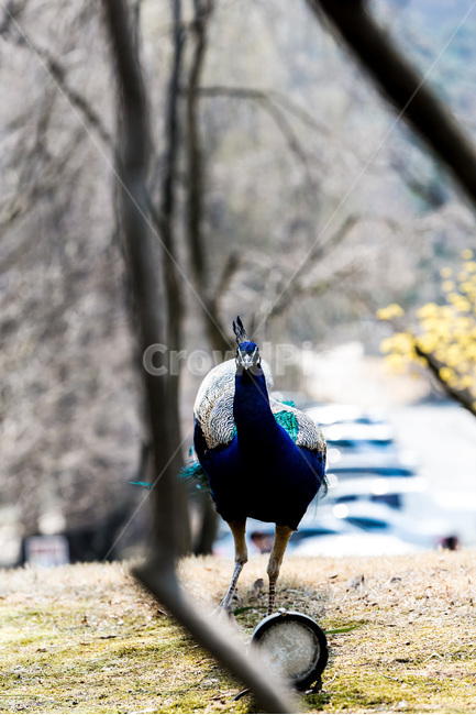 봄,꽃봉오리,감성,꽃,공작,동물,animal,조류,새,birds