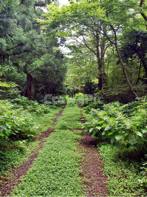 숲,숲길,사려니숲길,제주,자연림,휴양림,힐링,명소,비경,나무,풍경,자연,plant,식물,potted plant,화분,pottery,도기류,jar,항아리,tree,ground,바닥,vegetation,초목