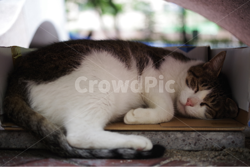 고양이,길고양이,동물,길냥이,애완동물,생명,자연,미묘,야생동물,cat,kitty,kitten,cute,lovely,adorable,pet,animal,streetcat,straycat,wildcat,wild,동물,animal,포유류,mammal,고양이,cat,kitten,kitty
