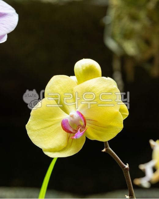 호접란,노란색,꽃잎,팔레놉시스아마빌리스,외떡잎식물,난초,난초과,식물,자연,plant,nature,phalaenopsisamabilis,orchid,yellow,flower