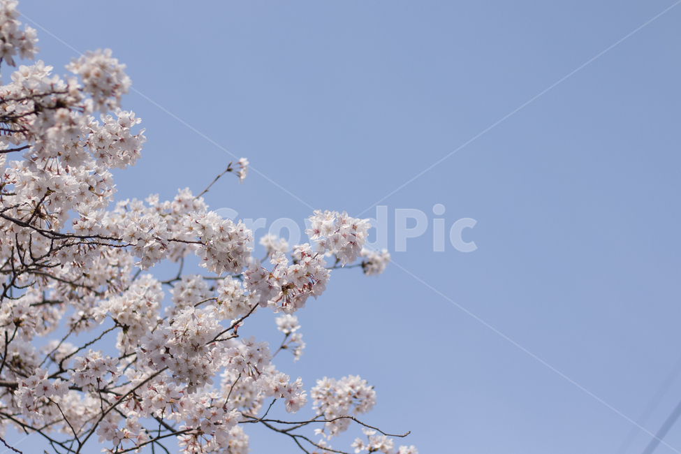 식물,꽃,벚꽃,푸른하늘,blossom,flower,봄