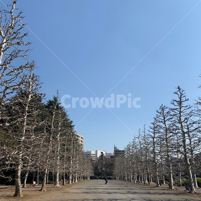 신주쿠,일본,공원,나무,자연,산책,자연,풍경,nature,landscape,tree,plant,식물,fir,전나무