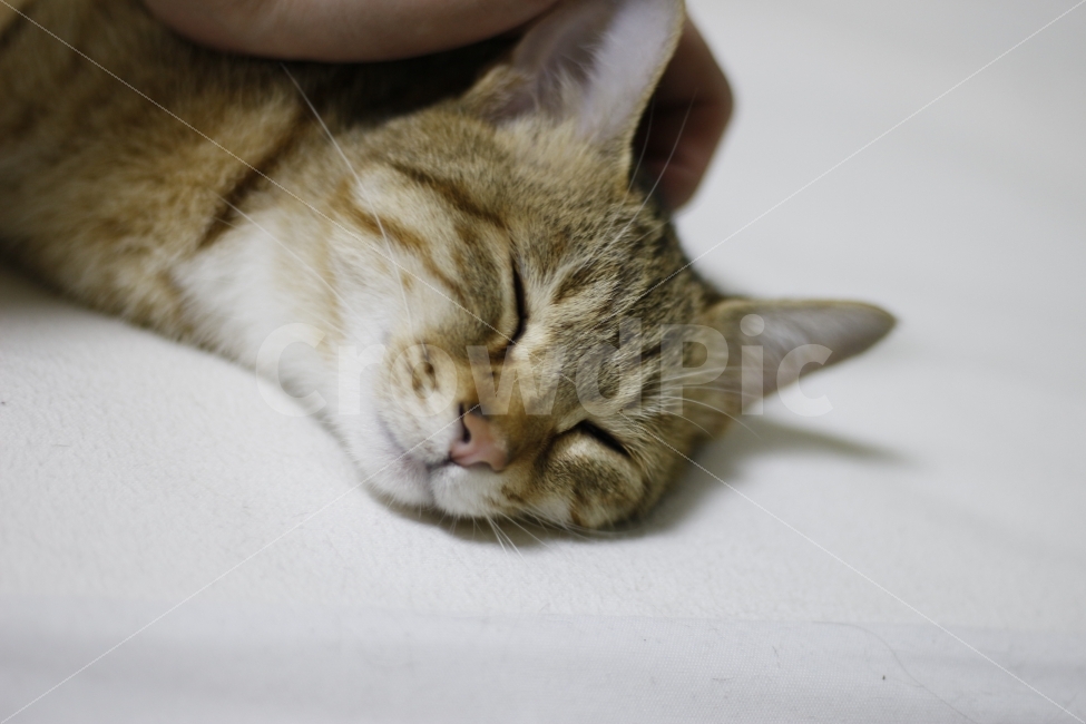 고양이,반려동물,유기묘,길냥이,애완동물,cat,pet,kitten,아기고양이,코숏,코리안숏헤어,캣대디,캣맘,반려묘,동물,동물,animal,고양이,cat,kitten,kitty,포유류,mammal