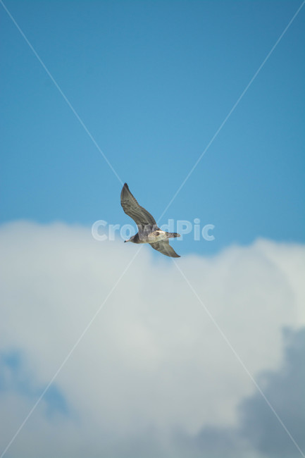 새,하늘,자연,풍경,구름,동물,animal,조류,새,birds