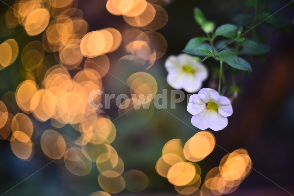 보케,야간,빛망울,꽃,불빛,조명,night,bokeh,분위기,느낌,필,감성,백그라운드,바탕,배경,feeling,sensible,emotional,flowers,background,흰색꽃,노랑색,오렌지색