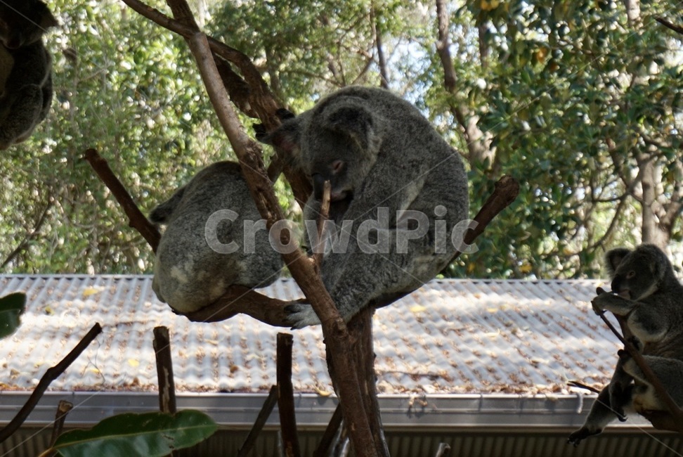 코알라,동물,동물원,자연,호주,koala,동물,animal,포유류,mammal