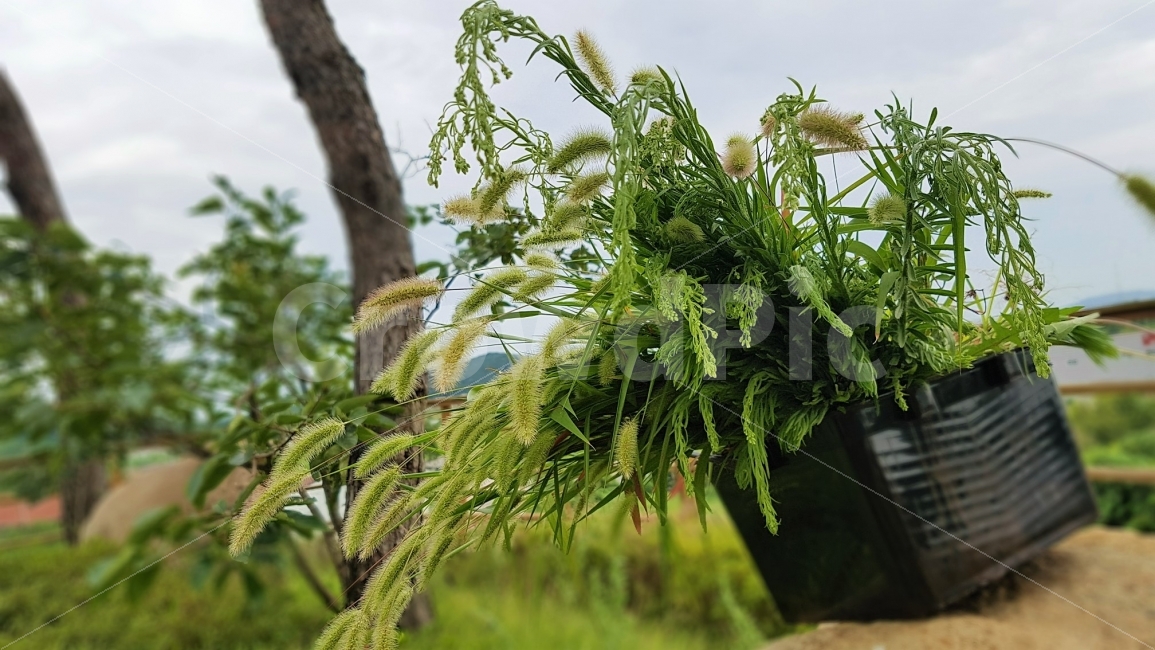 가을,풀,추석,수확,강아지풀,감성,흐린날,바구니,하늘,풍경,식물,fall,grass,식물,자연,plants,nature