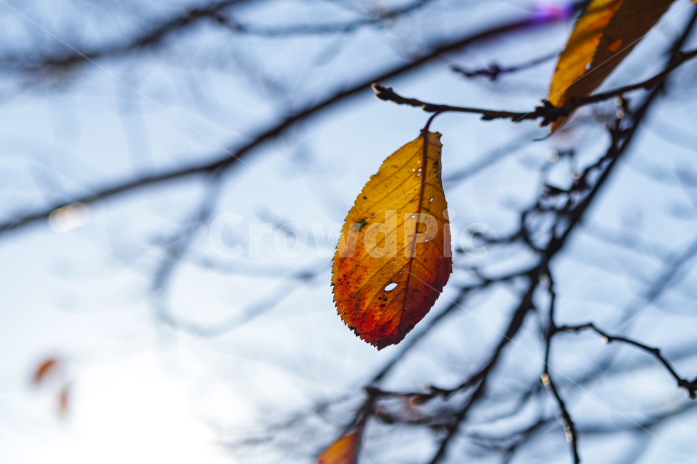 자연,나무가지,낙엽,겨을,하늘,가을,계절,fall,autumn,season