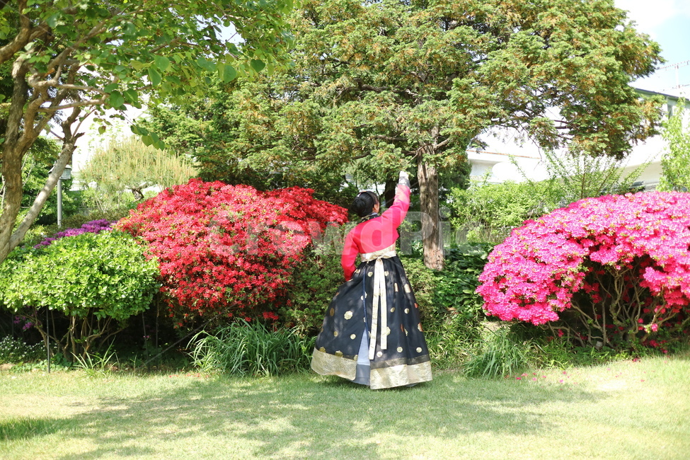 북촌한옥마을,한복,여자한복,빨간한복,옷,패션,옥외,마당,마당식물,정원,식물,garden,outdoors,화단,꽃,진달래,한복,한국전통의상,hanbok,korean traditional clothes