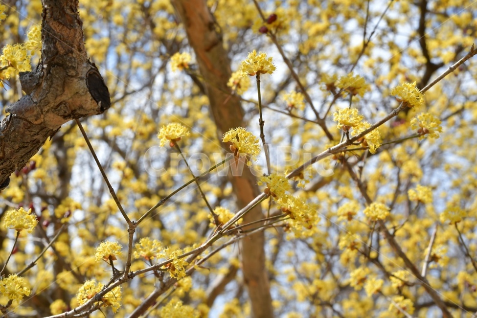 봄,꽃,자연,식물,노랑,flower,plants,nature,spring,봄,계절,spring,season,식물,자연,plants,nature,꽃,flower,plant,tree,나무