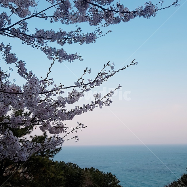 벚꽃,봄,바다벚꽃,바다,봄바다,달맞이길,달맞이고개,자연,풍경,nature,landscape,plant,식물