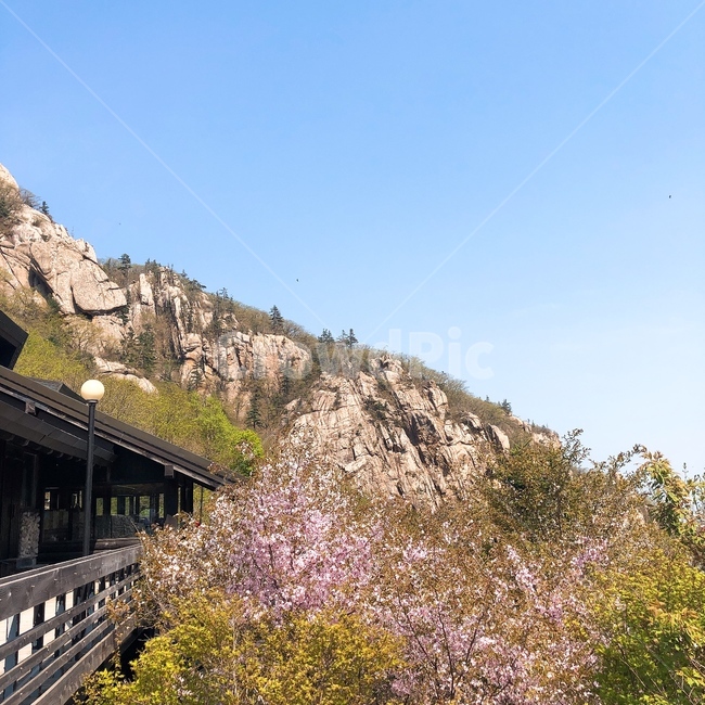 자연,풍경,산,꽃,나무,봄,nature,자연풍경