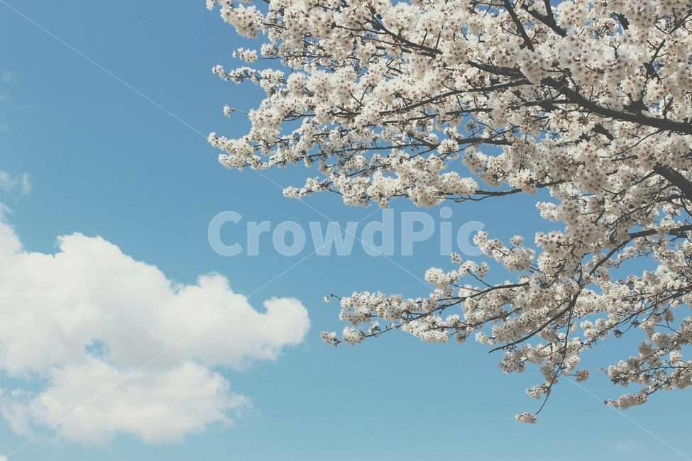 봄,벚꽃,구름,꽃과구름,하늘,맑은하늘,봄꽃,식물,plant,cherryblossom,봄,계절,spring,season