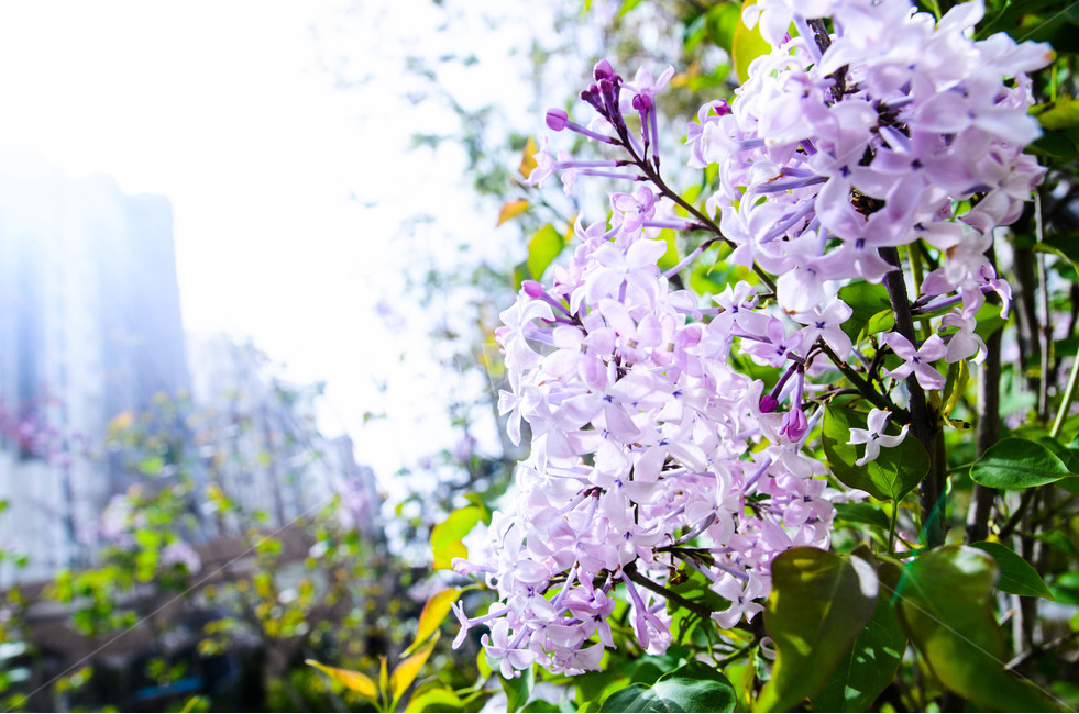 밝은날씨,꽃,보라색꽃,정원,보라빛꽃,식물,자연,plants,nature,꽃,flower,휴식,힐링,rest,relaxation,healing