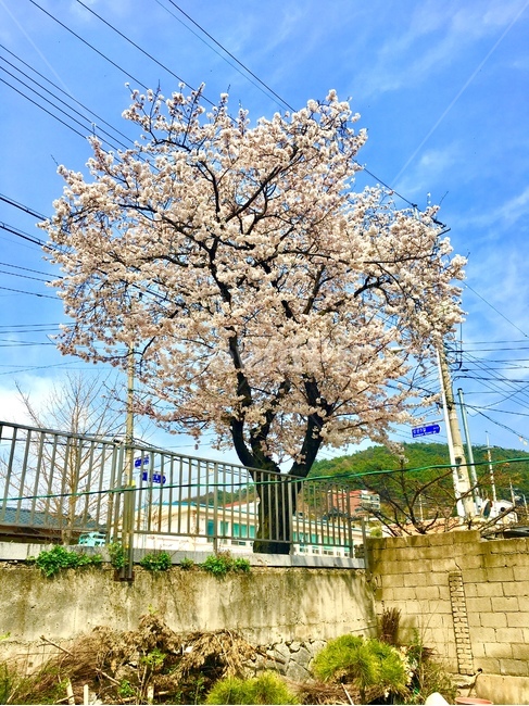spring,Cherry Blossom,petal,tree,flower