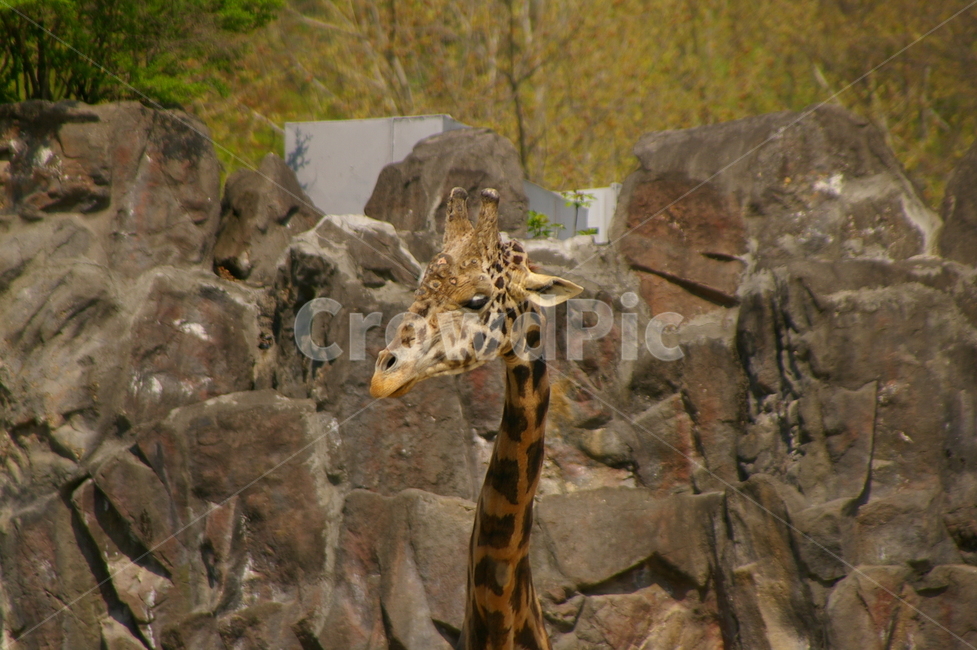 동물,animal,giraffe,기린,야외,동물원,동물,animal,포유류,mammal