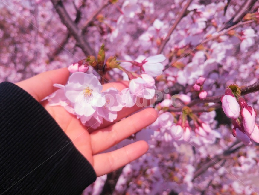 벚꽃,봄,손,감수성,분홍,식물,자연,plants,nature,꽃,flower