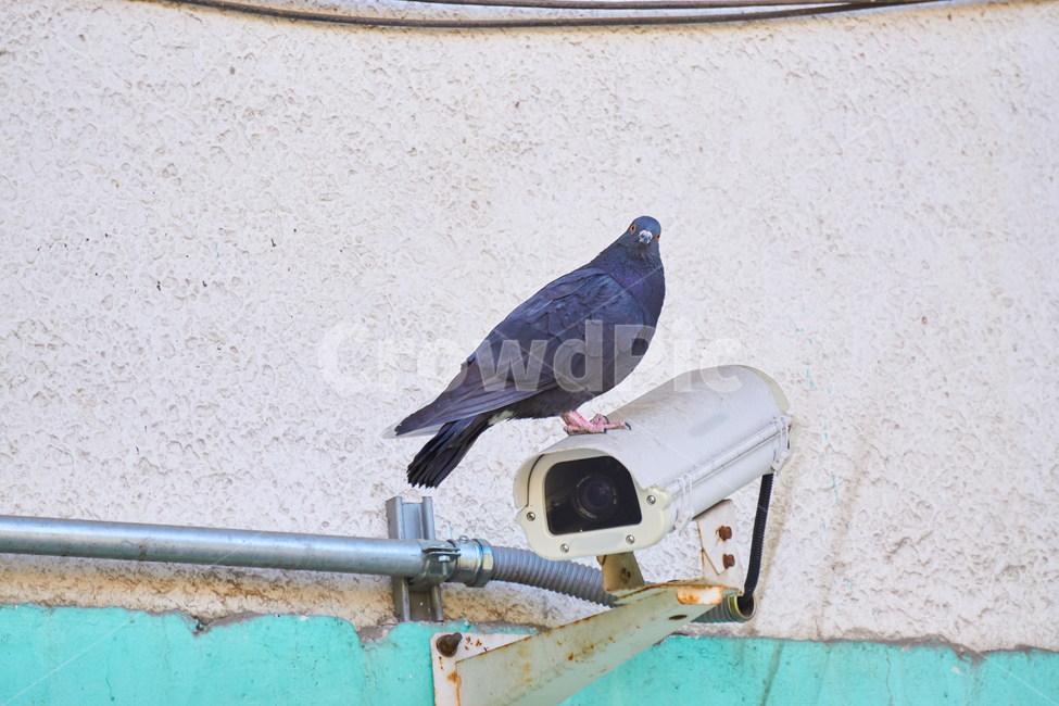 비둘기,조류,새,동물,bird,animal,nature,자연,동물,animal,조류,새,birds