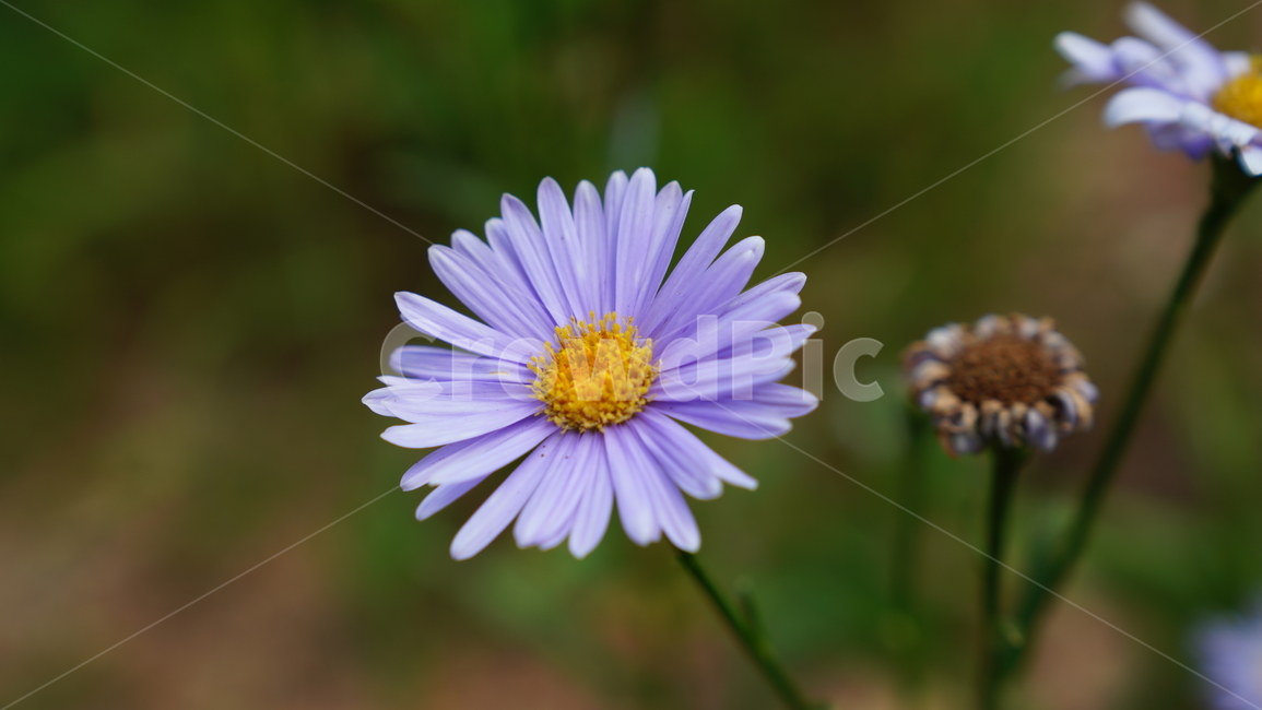 쑥부쟁이,보라,순수,들꽃,야생화,식물,자연,plants,nature,꽃,flower