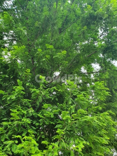 나무,숲,초록색,잎,나뭇잎,green,forest,wood,나뭇가지,여름나무