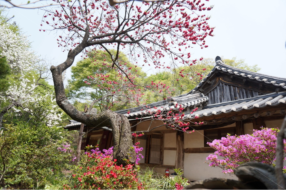 겹벚꽃,개심사,핑크,꽃,봄,풍경,봄,계절,spring,season,한국전통,한국문화,korean traditional,korean culture,식물,자연,plants,nature,꽃,flower,plant,blossom