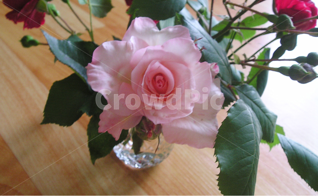 장미꽃,꽃,잎사귀,봄,분홍장미,개화,꽃병,꽃꽃이,식물,자연,꽃,flower