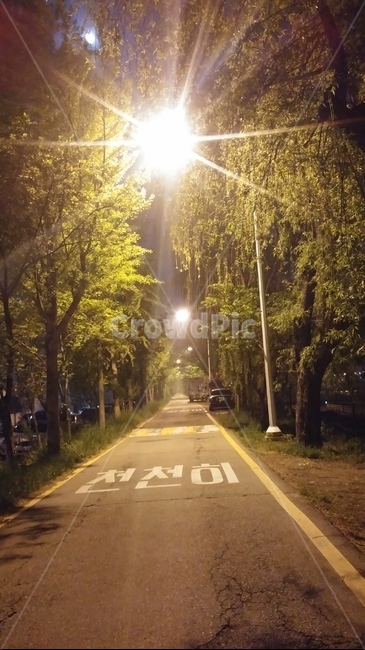 asphalt,아스팔트,road,도로,light,빛,야간촬영,밤길,나무,가로수