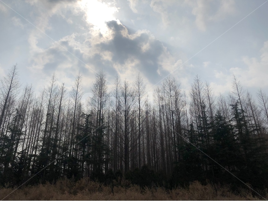 메타세콰이어,나무,산,공원,하늘,겨울,숲