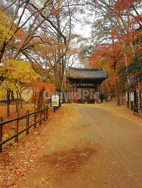 내장산,내장사,만추,낙엽,나무,가을,계절,fall,autumn,season