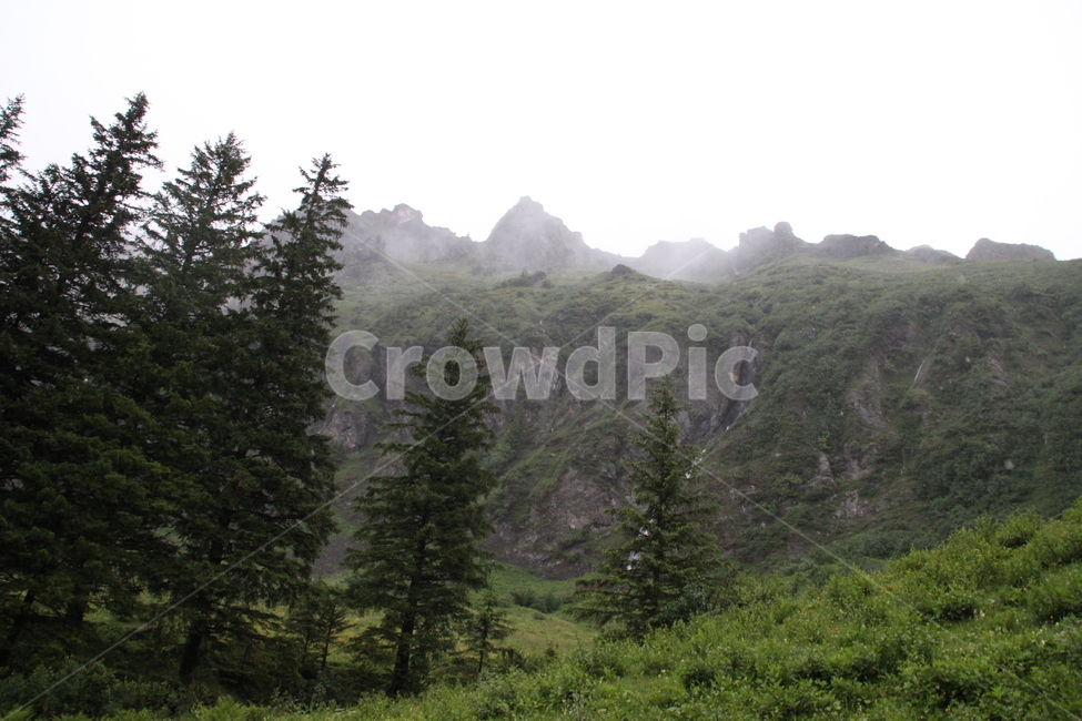 인터라켄,융프라우산,융프라우,스위스,interlaken,jungfraumt,jungfrau,swiss,switzerland,자연,풍경,nature,landscape,해외,외국,세계,foreign,oversea,world,세계자연풍경,해외자연풍경,외국자연풍경,world nature landscape,tree,나무,plant,식물,fir,전나무,abies,아비
