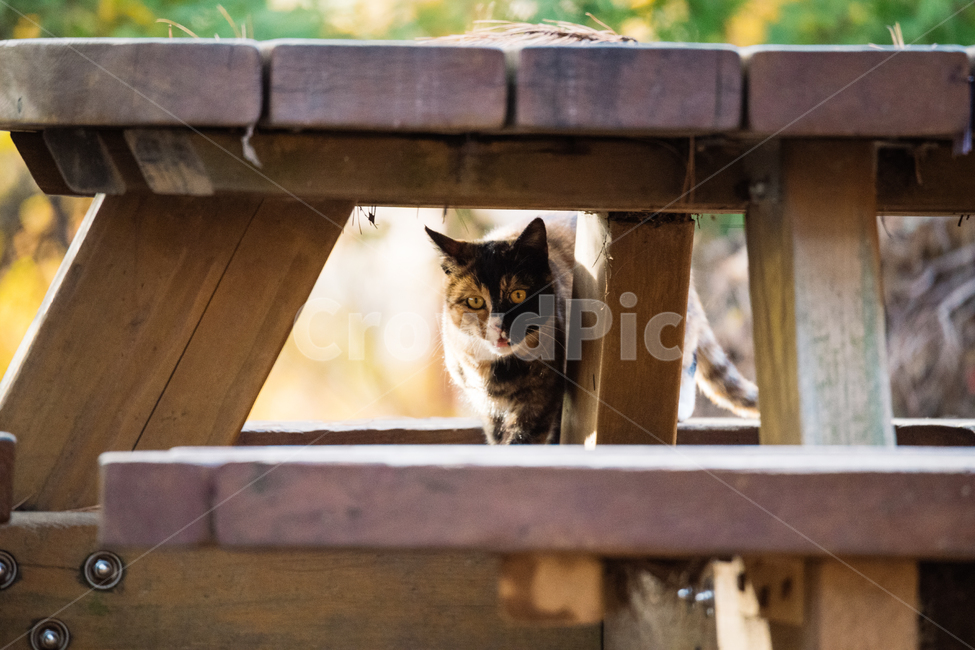 고양이,cat,길고양이,냥이,냥냥이,동물,animal,포유류,mammal,고양이,cat,kitten,kitty