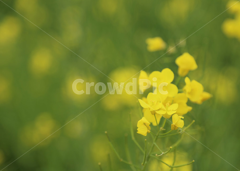 봄,유채,유채꽃,꽃밭,자연,nature,plant,식물