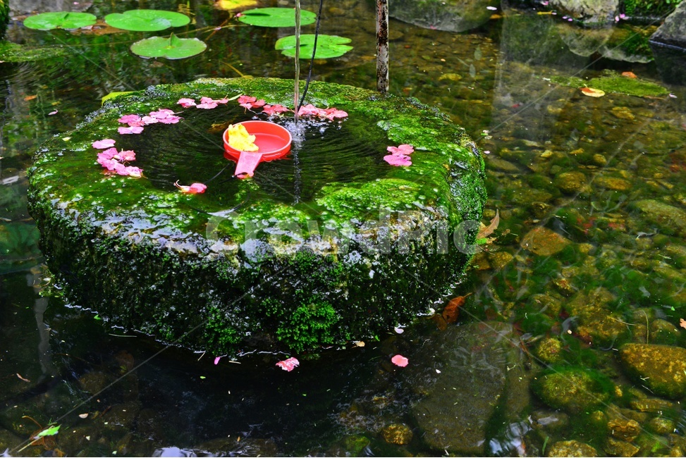 water,물,blossom,flower,꽃,plant,식물,outdoors,nature,자연,옥외,꽃잎,낙화,낙화유수,학독,바가지,물바가지,빨간바가지